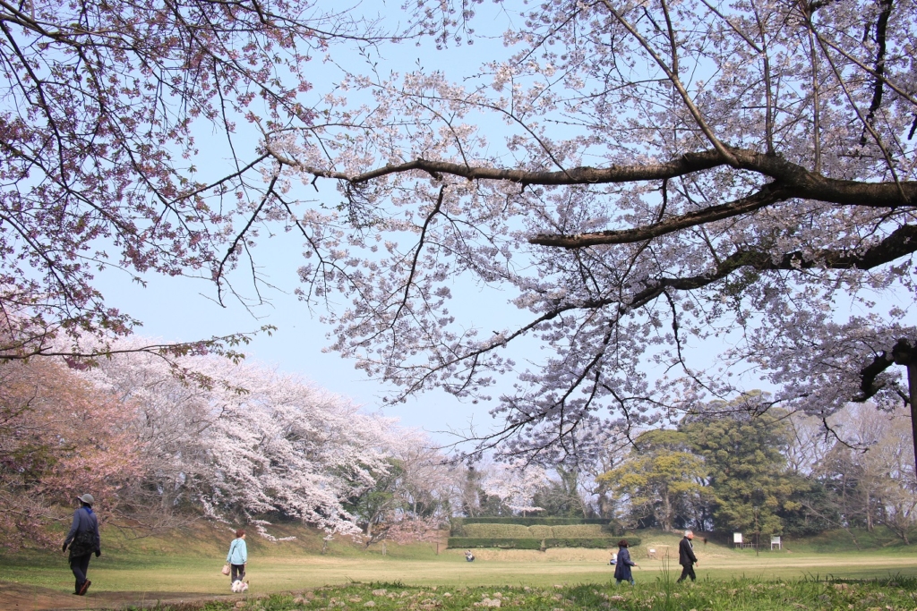 佐倉城址公園を巡る　桜咲く佐倉で「謎解きラリー」開催